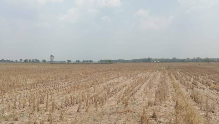 Hingga akhir Oktober 2023 petani baik petani sawah irigasi teknis maupun tadah hujan di Kabupaten OKU Timur belum memulai musim tanam.