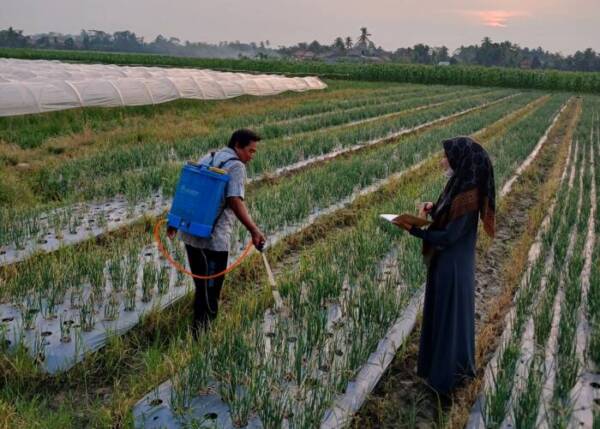 Dampak Kemarau, Harga Bawang Merah Belum Stabil, Naik Rp5000/kg