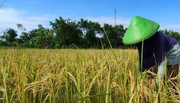 Nilai Tukar Petani Sumsel Naik 2,97 Persen