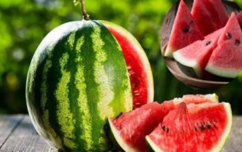 manfaat semangka