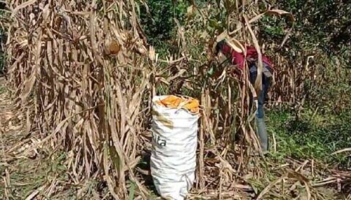 Pengajuan KUR untuk Petani Dipermudah, Peluang Bagi UMKM, Cek Yuk Ulasannya