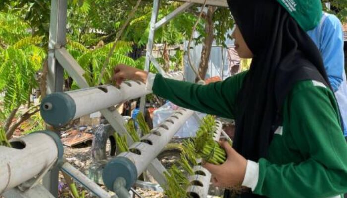 Manfaatkan Barang Bekas, Mahasiswa KKN-T Mandiri III Budi Daya Kangkung Sistem Hidroponik dan Reboisasi di Asrama Putri SMK Nurul Huda