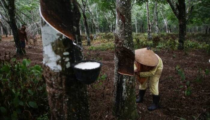 Percepat Pendataan Perkebun untuk Antisispasi Aturan Antideforestasi Uni Eropa