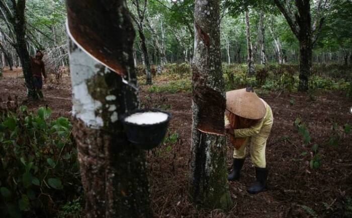 Petani karet menyadap di kebunnya di Desa Cahaya Mas, Mesuji Makmur, Kabupaten Ogan Komering Ilir, Sumatera Selatan, Area kebun karet di daerah tersebut mulai ditanami kopi melalui metode tumpang sari.