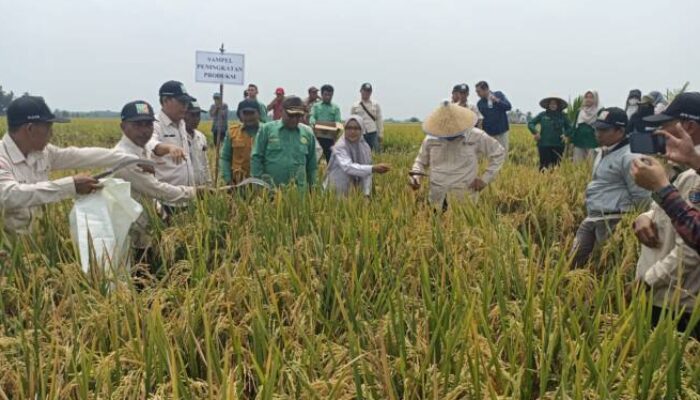 Bergerak Berdampak, Ubinan menuju Target Produksi OKU Timur 1 Juta Ton GKP