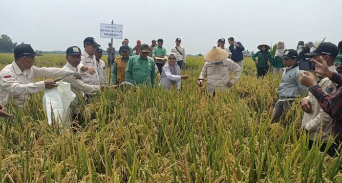 Bergerak Berdampak, Ubinan menuju Target Produksi OKU Timur 1 Juta Ton GKP