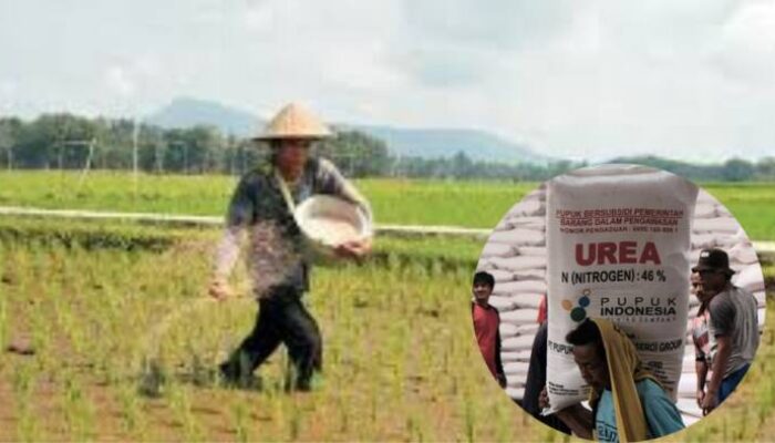 Harus Tahu, Ini Dia Syarat Petani Mendapat Pupuk Subsidi dari Pemerintah, Cek Ini Penjelasannya