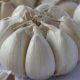 bawang putih