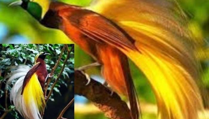 “Pesona Sang Cendrawasih” Bikin Takjub Dunia