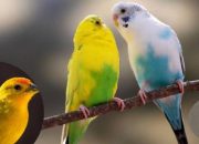 Mengenal Si Cantik Burung Kenari Bersuara Emas